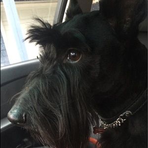 Meet your Posher, Dima